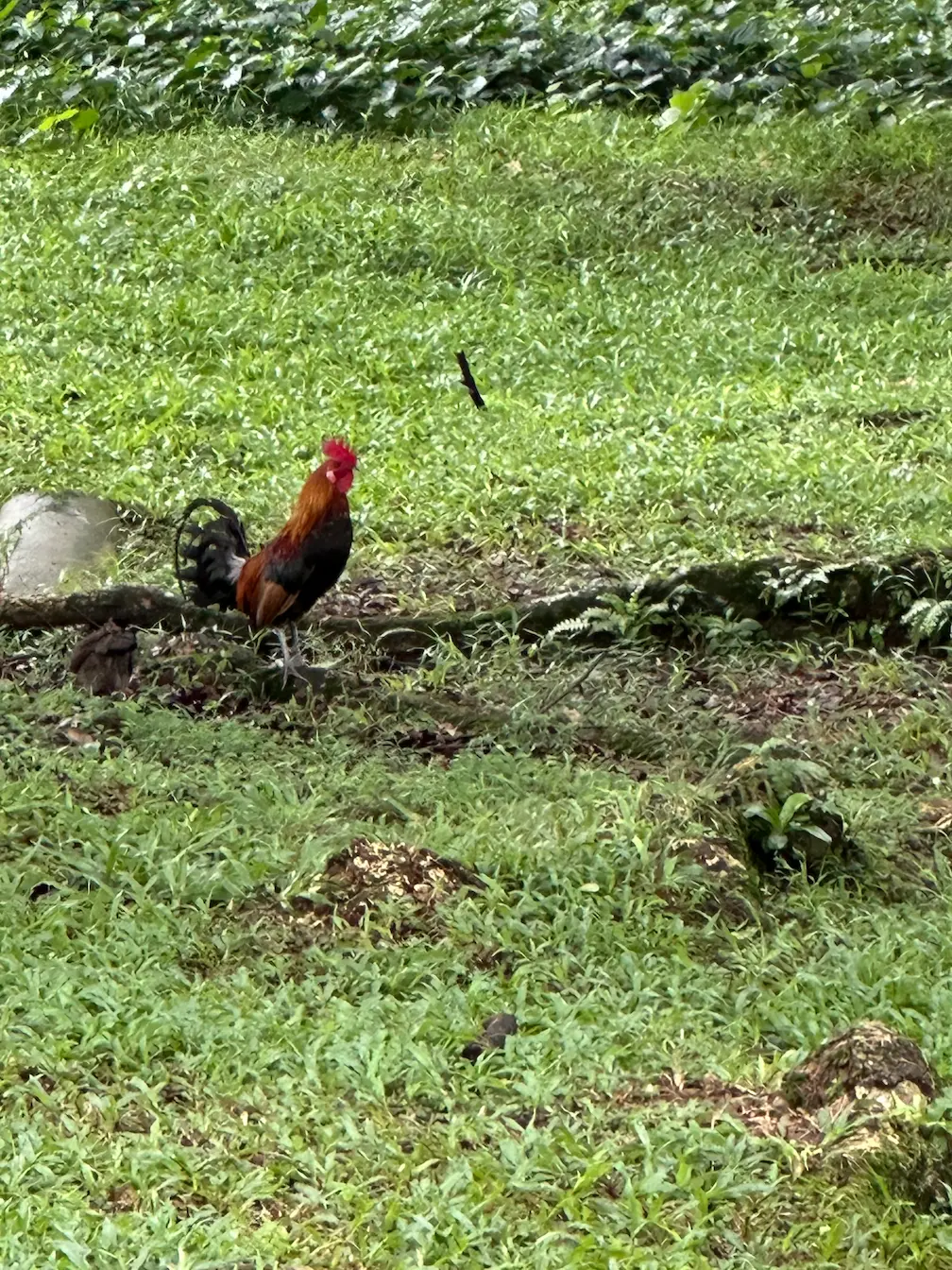 urgly but expensive mascot