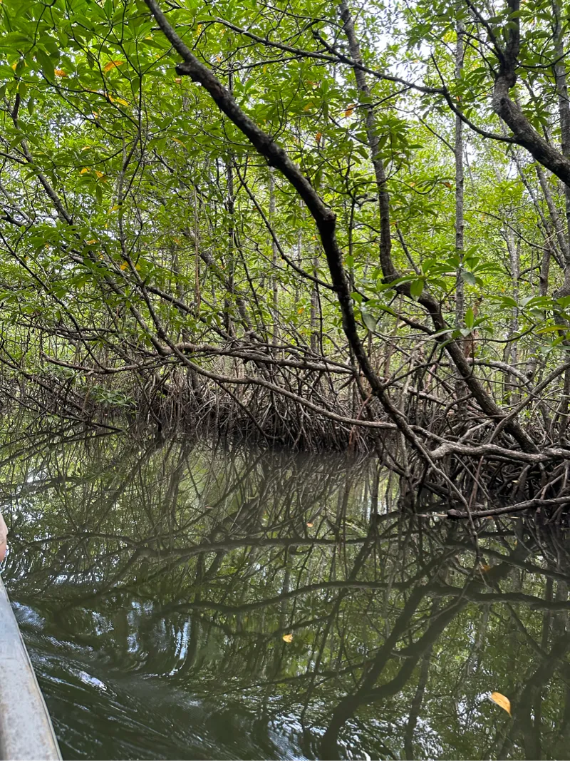 mangrove roots